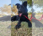 Colby - ADOPTION IN PROCESS - Male Mutt Dog for Adoption - Small photo