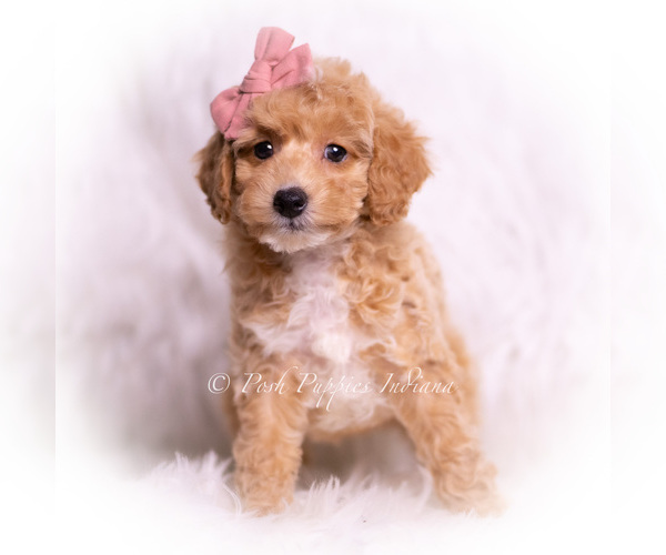 Medium Photo #30 Poodle (Miniature) Puppy For Sale in WARSAW, IN, USA