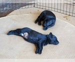 Small Photo #50 Belgian Malinois Puppy For Sale in DENVER, CO, USA
