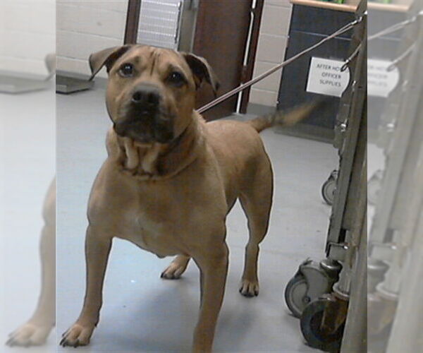 Medium Photo #1 Mutt Puppy For Sale in Fayetteville, NC, USA