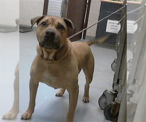 Mutt Dogs for adoption in Fayetteville, NC, USA