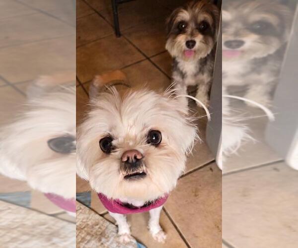 Medium Photo #3 Maltese-Unknown Mix Puppy For Sale in San Antonio, TX, USA