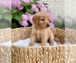 Small Photo #31 Golden Retriever Puppy For Sale in BUFFALO, MO, USA