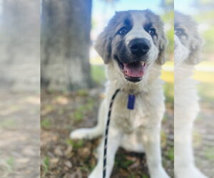 Great Pyrenees Dogs for adoption in Spring, TX, USA