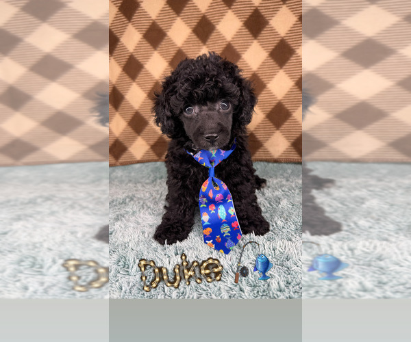 Medium Photo #1 Poodle (Toy) Puppy For Sale in OCOEE, FL, USA