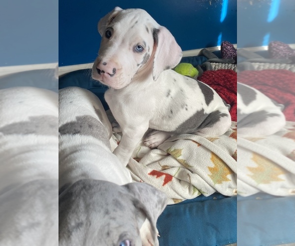 Medium Photo #1 Great Dane Puppy For Sale in KENANSVILLE, NC, USA