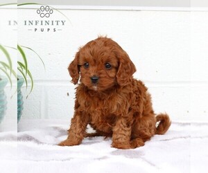 Cavapoo Puppy for sale in BIRD IN HAND, PA, USA