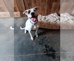 Small #1 American Pit Bull Terrier Mix