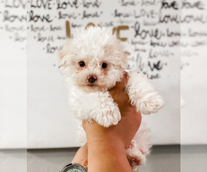 Maltipoo Puppy for sale in COOLIDGE, AZ, USA