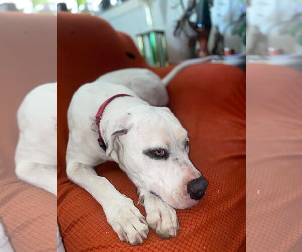 Medium Photo #11 Bulldog-Staffordshire Bull Terrier Mix Puppy For Sale in Chandler, AZ, USA