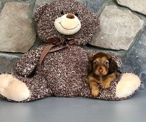 Dachshund Puppy for sale in CLEVELAND, NC, USA