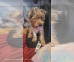 Small Photo #17 Yorkshire Terrier Puppy For Sale in AKRON, OH, USA
