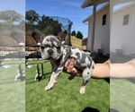 Small Photo #10 French Bulldog Puppy For Sale in PLEASANTON, CA, USA
