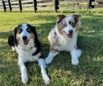 Small Photo #1 Australian Shepherd Puppy For Sale in THOMPSONS STATION, TN, USA