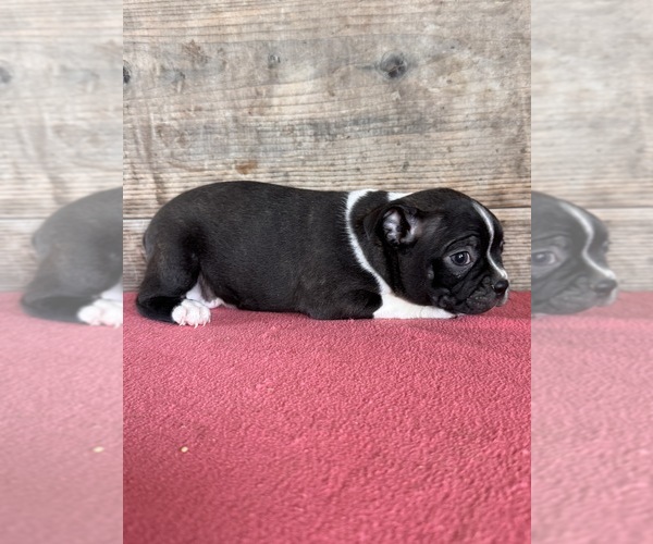 Medium Photo #6 Boston Terrier Puppy For Sale in VERMONTVILLE, MI, USA