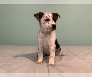 Australian Cattle Dog-Border Collie Mix Puppy for sale in HILLSBORO, WI, USA