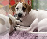 Small Photo #20 Mutt Puppy For Sale in Wenonah, NJ, USA