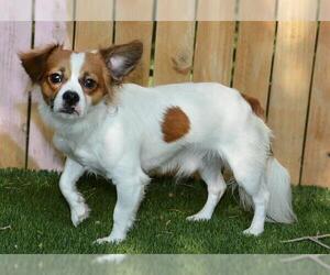 Cavalier King Charles Spaniel-Unknown Mix Dogs for adoption in West Valley, UT, USA