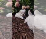 Small Photo #6 Maltese Puppy For Sale in BRANSON, MO, USA
