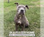 *WILLOW - Female Mutt Dog for Adoption - Small photo