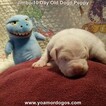 Small Photo #30 Dogo Argentino Puppy For Sale in JANE, MO, USA
