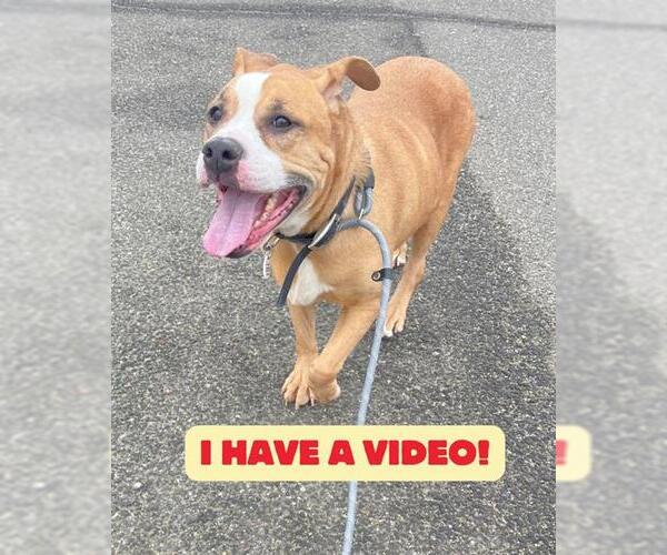 Medium Photo #2 Shepweiller Puppy For Sale in Forestville, MD, USA