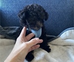 Small Photo #1 Poodle (Toy) Puppy For Sale in TOPEKA, KS, USA