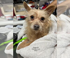 FRESA 9447 - Female Mutt Dog for Adoption - Photo #3