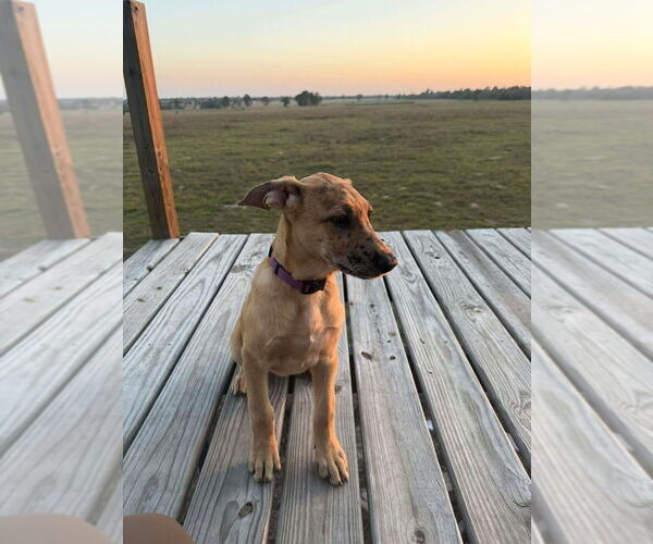 Medium Photo #4 Great Dane-Unknown Mix Puppy For Sale in Bullard, TX, USA