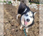 Small #10 Siberian Husky Mix