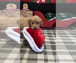 Puppy Rudolph Golden Retriever