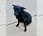 Small #10 Poodle (Miniature) Mix