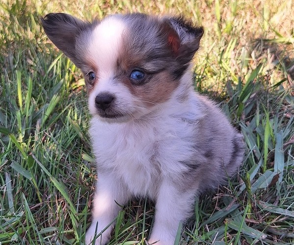 Medium Photo #2 Miniature Australian Shepherd Puppy For Sale in FAIRVIEW, SD, USA