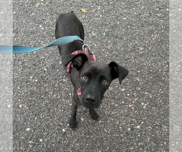 Medium Photo #1 Chihuahua-Labrador Retriever Mix Puppy For Sale in Lakewood, CO, USA