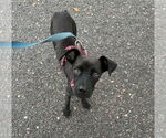 Small Chihuahua-Labrador Retriever Mix