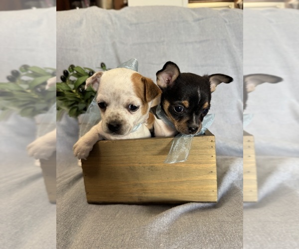 Medium Photo #1 Chihuahua Puppy For Sale in OAKDALE, CA, USA