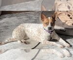 Small Photo #1 Red Heeler-Unknown Mix Puppy For Sale in Boonton, NJ, USA