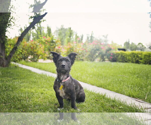 Medium Photo #5 Colonial Cocker Spaniel-Unknown Mix Puppy For Sale in Sandy, UT, USA