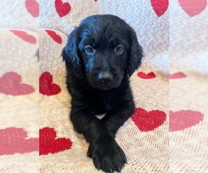 Goldendoodle Puppy for sale in HEADLAND, AL, USA