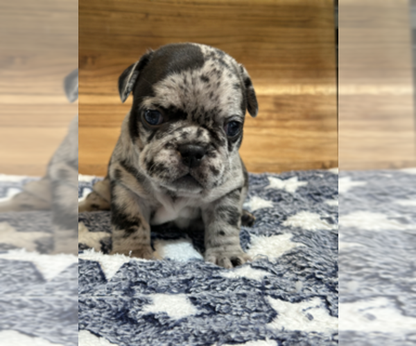 Medium Photo #2 French Bulldog Puppy For Sale in ALEXANDRIA, VA, USA