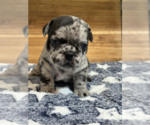 Small Photo #2 French Bulldog Puppy For Sale in ALEXANDRIA, VA, USA