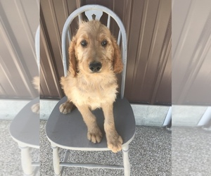 Irish Doodle Puppy for Sale in GOSHEN, Indiana USA