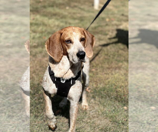 Medium Photo #2 Mutt Puppy For Sale in Tarrytown, GA, USA