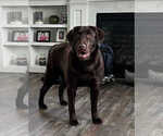 Small Photo #1 Labrador Retriever Puppy For Sale in VANCOUVER, WA, USA