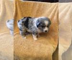 Small Photo #3 Australian Shepherd Puppy For Sale in MANCHESTER, NH, USA
