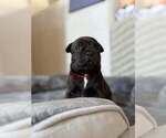 Small #1 Staffordshire Bull Terrier