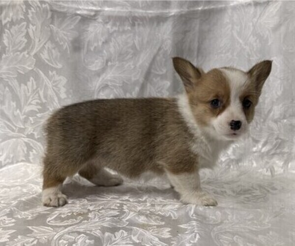 Medium Photo #3 Pembroke Welsh Corgi Puppy For Sale in STANLEY, WI, USA