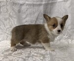 Small #2 Pembroke Welsh Corgi