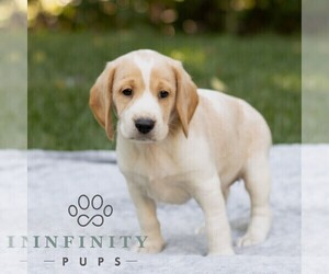 Beagle Puppy for sale in NEW HOLLAND, PA, USA