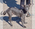 Small Photo #2 American Staffordshire Terrier-Boxer Mix Puppy For Sale in Huntley, IL, USA